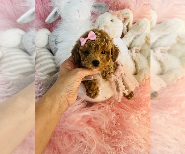 Medium Photo #5 Poodle (Toy) Puppy For Sale in FORT LAUDERDALE, FL, USA