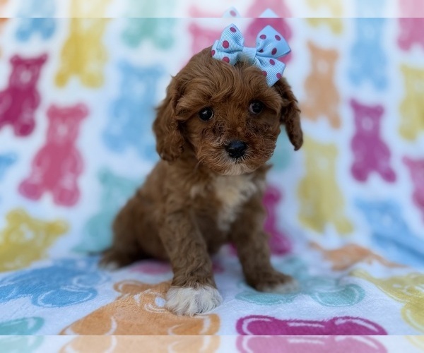 Medium Photo #2 Cavapoo (Miniature) Puppy For Sale in LAKELAND, FL, USA