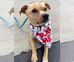 Ace Hardware (Ace) - Male Chihuahua-Unknown Mix Dog for Adoption - Photo #8