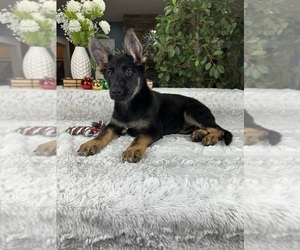 German Shepherd Dog Puppy for sale in GREENFIELD, IN, USA