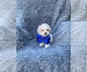 Poodle (Toy) Puppy for sale in JEFFERSONVILLE, IN, USA