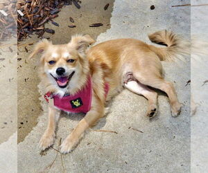 Medium Papillon Mix