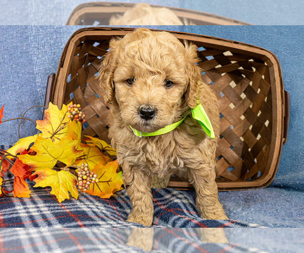 Medium Photo #3 Goldendoodle (Miniature) Puppy For Sale in ROY, UT, USA