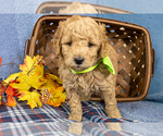 Small #2 Goldendoodle (Miniature)