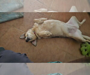 Sazzy * - Female Mutt Dog for Adoption - Photo #3