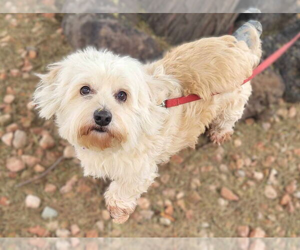 Medium Photo #5 Lhasa-Poo Puppy For Sale in Phoenix, AZ, USA