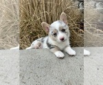 Image preview for Ad Listing. Nickname: Litter of 9