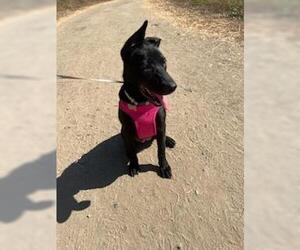 Brownie - Female Mutt Dog for Adoption - Photo #2