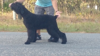 Black Russian Terrier Puppy for sale in DUNNELLON, FL, USA