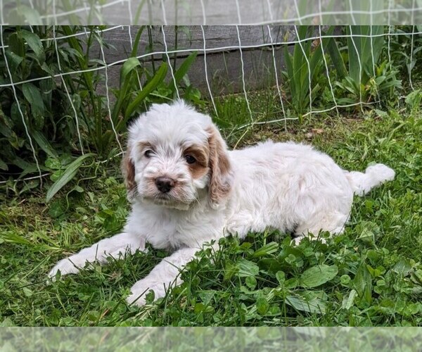 Medium Photo #14 Cockapoo-Poodle (Miniature) Mix Puppy For Sale in SALEM, MO, USA