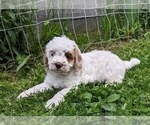 Small Photo #14 Cockapoo-Poodle (Miniature) Mix Puppy For Sale in SALEM, MO, USA