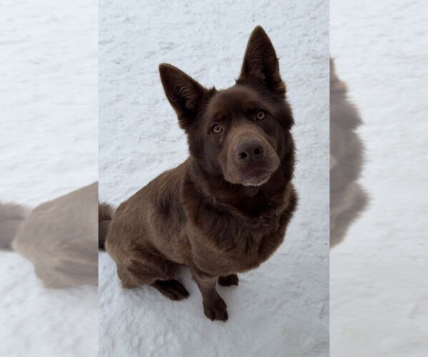 Medium Photo #2 Mutt Puppy For Sale in Bemidji, MN, USA