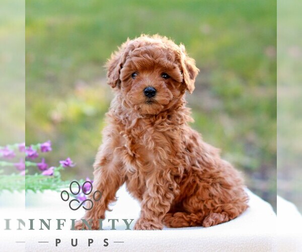 Medium Photo #4 Cavapoo (Miniature) Puppy For Sale in LITITZ, PA, USA