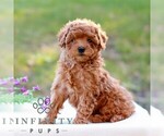 Dove - Female Cavapoo (Miniature) Puppy for Sale - Photo #4