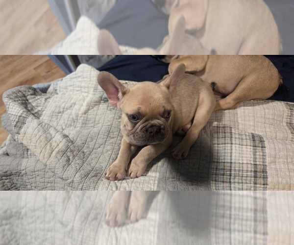 Medium Photo #1 French Bulldog Puppy For Sale in MAPLETON, ME, USA