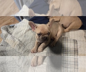 French Bulldog Puppy for sale in MAPLETON, ME, USA