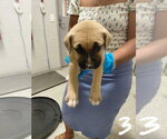 Small #4 American Pit Bull Terrier-Black Mouth Cur Mix
