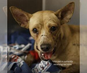 Chihuahua-Unknown Mix Dogs for adoption in San Antonio, TX, USA