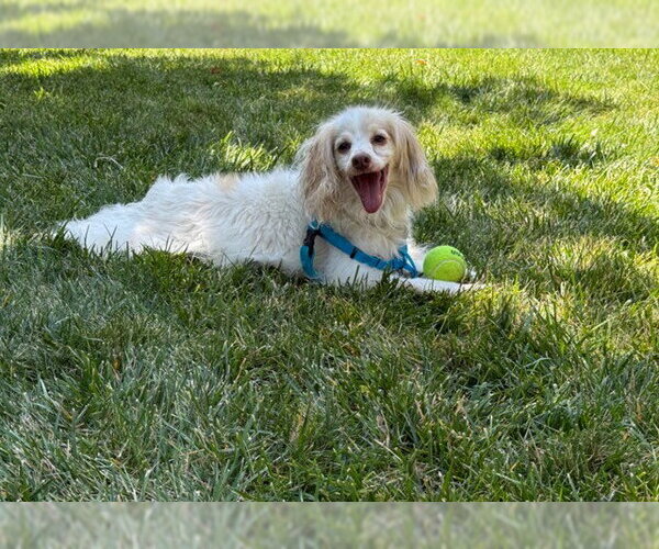 Medium Photo #1 Cockapoo (Miniature) Puppy For Sale in Brighton, CO, USA
