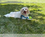 Small Cockapoo (Miniature)