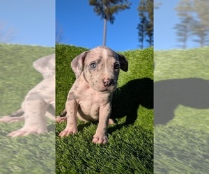American Bully Puppy for sale in GROVETOWN, GA, USA