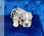 Small Photo #4 French Bulldog Puppy For Sale in HOUSTON, TX, USA