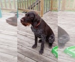 Small Photo #1 German Wirehaired Pointer Puppy For Sale in ISANTI, MN, USA