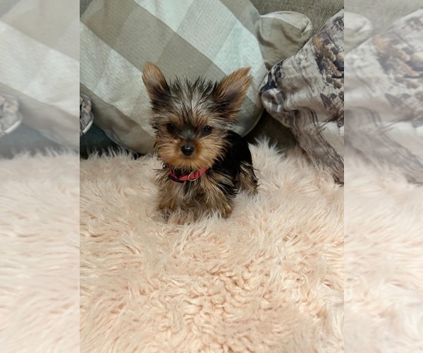 Medium Photo #2 Yorkshire Terrier Puppy For Sale in PALMDALE, CA, USA