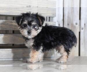 Yo-Chon Puppy for sale in MOUNT VERNON, OH, USA