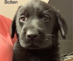 Small Photo #7 Labrador Retriever Puppy For Sale in SPOTSYLVANIA, VA, USA