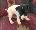 Small Photo #2 Jack Russell Terrier Puppy For Sale in REBERSBURG, PA, USA