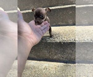 Chihuahua Puppy for sale in MANCHESTER, NH, USA
