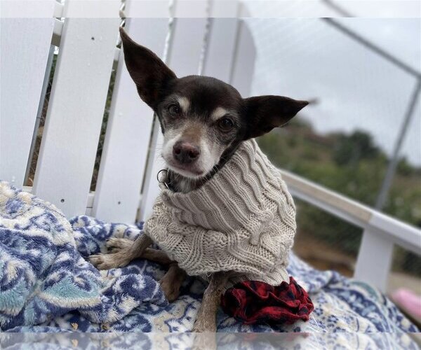 Medium Photo #7 Chihuahua Puppy For Sale in  Ramona, CA, USA