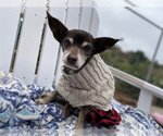 Small Photo #7 Chihuahua Puppy For Sale in  Ramona, CA, USA