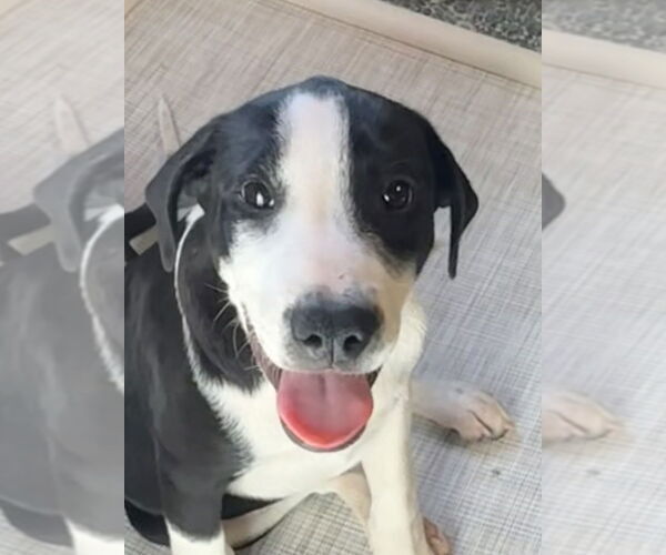 Medium Photo #3 Mutt Puppy For Sale in Bolivar, MO, USA