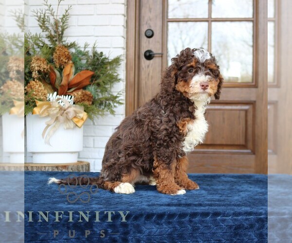 Medium Photo #4 Bernedoodle (Miniature) Puppy For Sale in NARVON, PA, USA