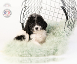 Small Photo #28 Saint Berdoodle Puppy For Sale in LEAVENWORTH, IN, USA