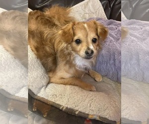 Chihuahua Dogs for adoption in Katy, TX, USA