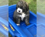 Small Photo #14 Bernedoodle Puppy For Sale in STEWARTSVILLE, NJ, USA