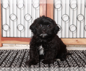 ShihPoo Puppy for sale in NAPLES, FL, USA