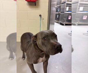 Mutt Dogs for adoption in Sanford, FL, USA