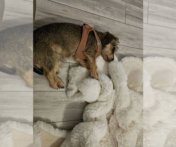 Medium Photo #1 Miniature Schnauzer-Unknown Mix Puppy For Sale in Holly Springs, NC, USA