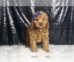 Small #3 Poodle (Miniature)