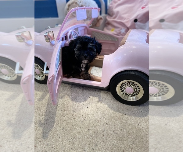 Medium Photo #1 Maltese-Poodle (Toy) Mix Puppy For Sale in SMITHFIELD, VA, USA