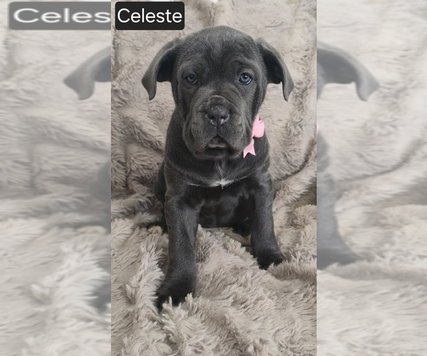 Medium Photo #3 Cane Corso Puppy For Sale in MINERAL WELLS, WV, USA
