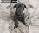 Small #2 Cane Corso