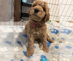 Poodle (Standard) Puppy for sale in CEDAR RAPIDS, IA, USA