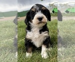 Small #9 Bernedoodle