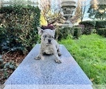 Small Photo #172 French Bulldog Puppy For Sale in HAYWARD, CA, USA