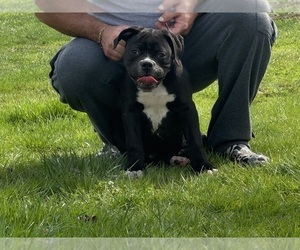 American Bulldog Puppy for sale in COLUMBIA, KY, USA